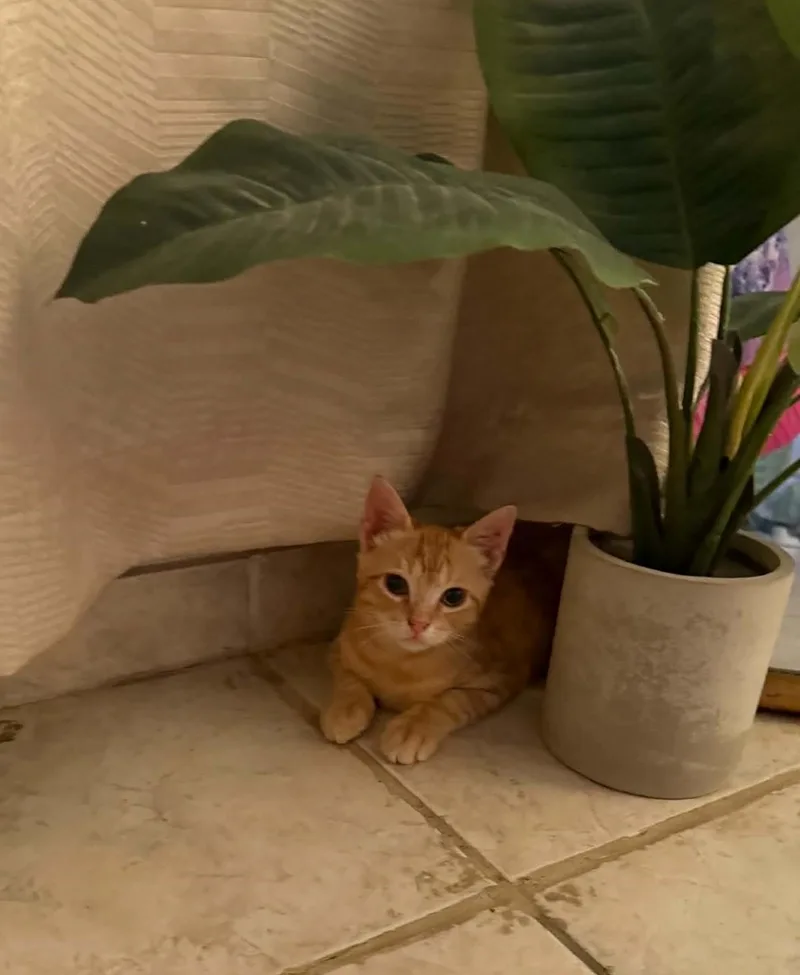 A young medium-sized male Domestic Short Hair cat named Twinkie for adoption in Mansfield, TX