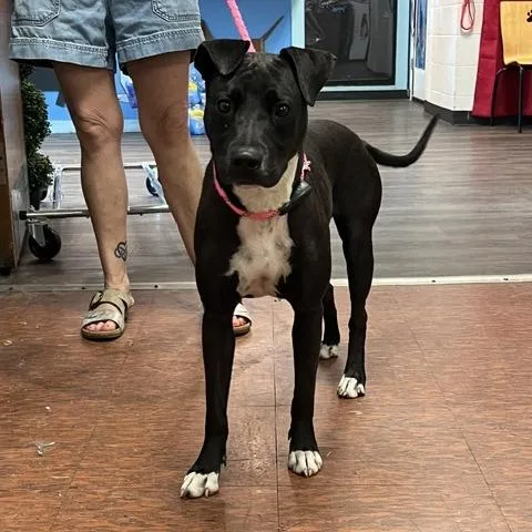 An adult medium-sized female Black Pit Bull Terrier dog named Jasmine for adoption in East Saint Louis, IL