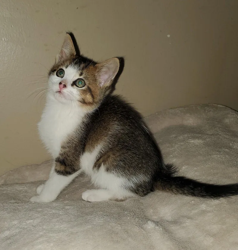 A baby medium-sized male Calico cat named Fg Litter Cyan for adoption in Livonia, MI