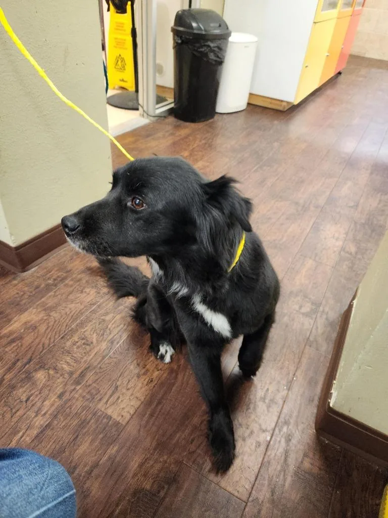 Dog Kennel   thumbnail 2