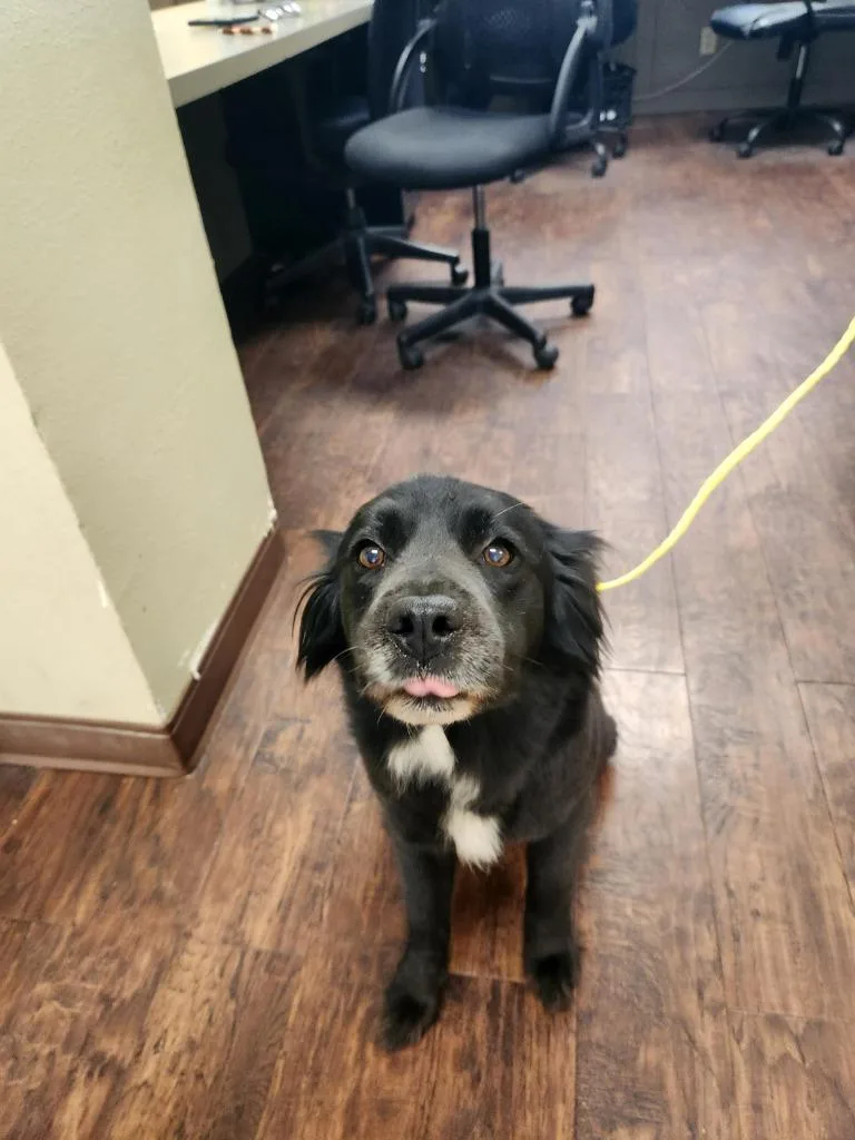 Dog Kennel   thumbnail 3