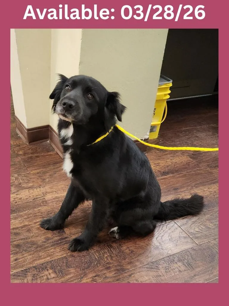 Dog Kennel   thumbnail 4