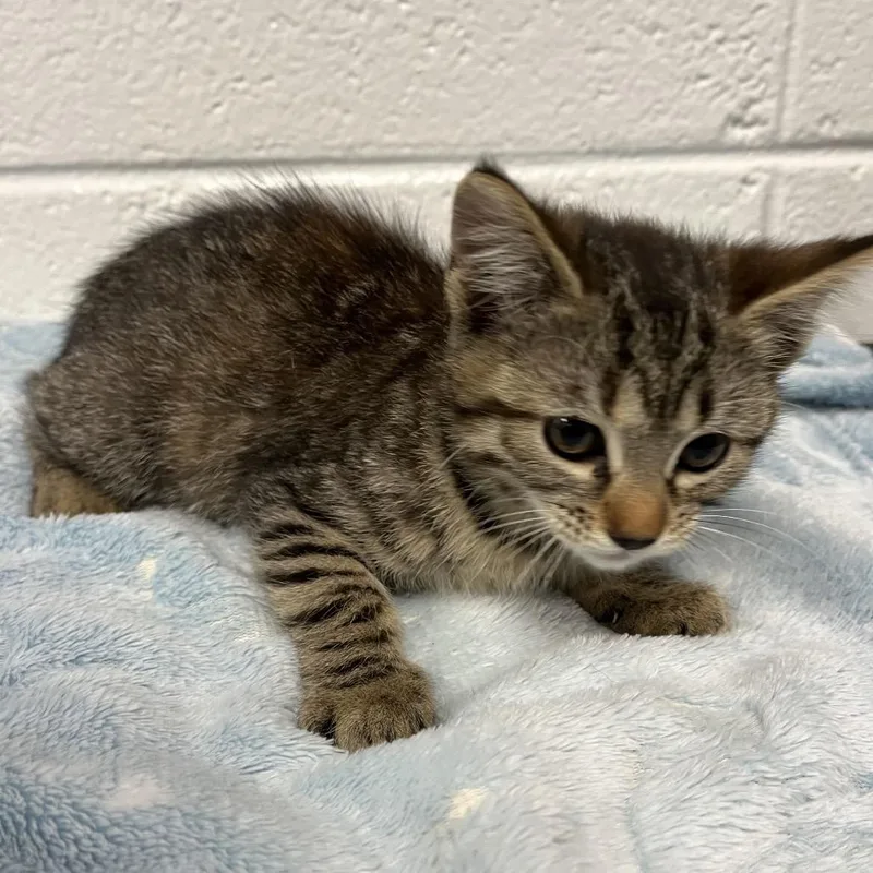 A baby small-sized female Domestic Short Hair cat named Destiny for adoption in Spruce Pine, NC