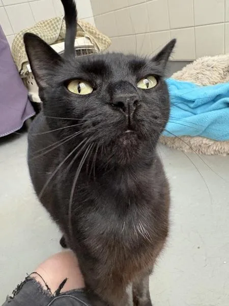 An adult medium-sized female Domestic Short Hair cat named Cemani for adoption in Santa Rosa, CA