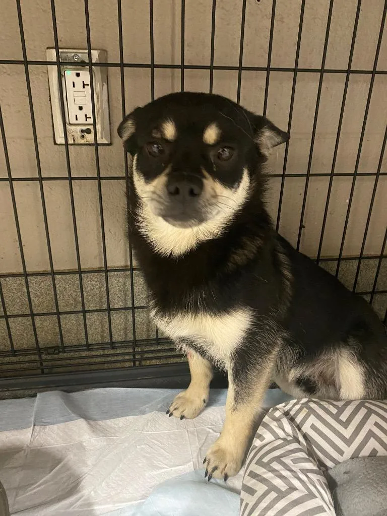 A baby medium-sized male Pomeranian dog named Lincoln for adoption in Hopkinsville, KY