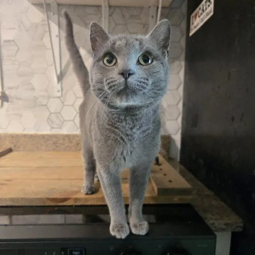 A young medium-sized male Gray / Blue / Silver Russian Blue cat named Carter for adoption in Knoxville, TN