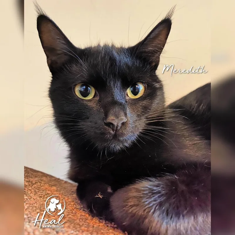 An adult large-sized female Black Domestic Short Hair cat named Meredith for adoption in Youngwood, PA