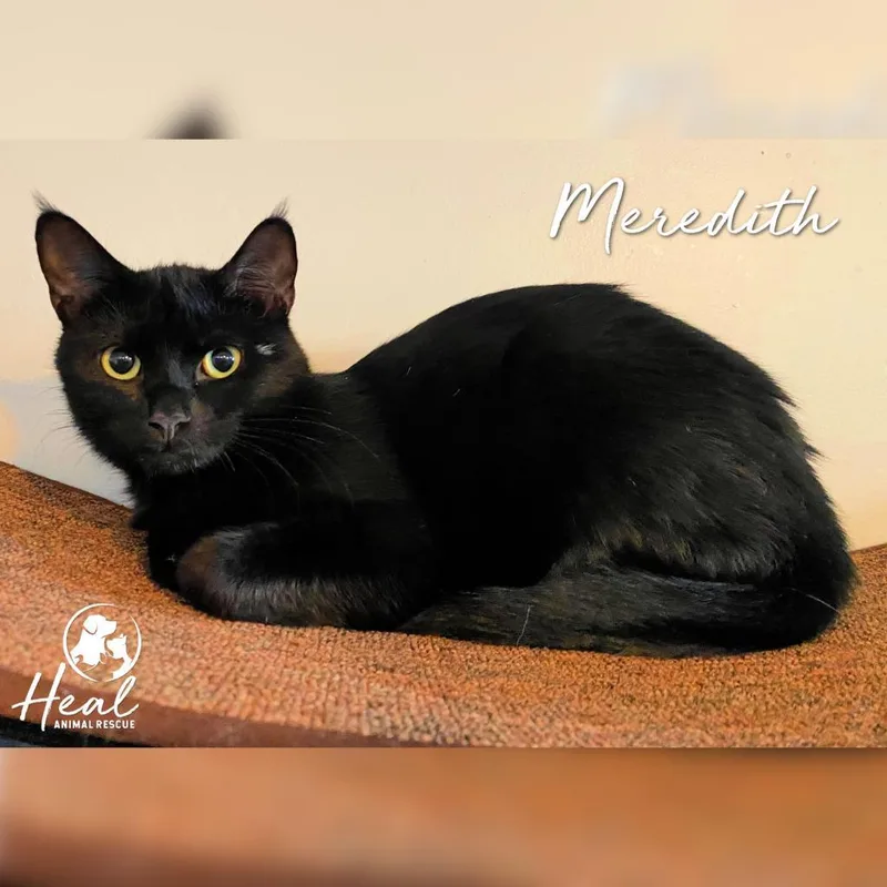 Meredith thumbnail 2