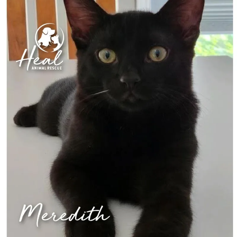 Meredith thumbnail 3