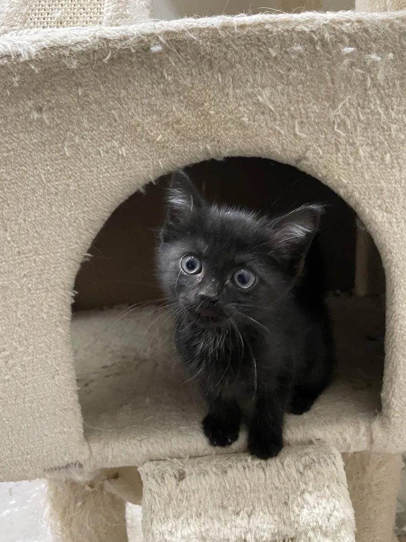 A baby medium-sized female Black Domestic Short Hair cat named Jingleheimer for adoption in Herndon, VA