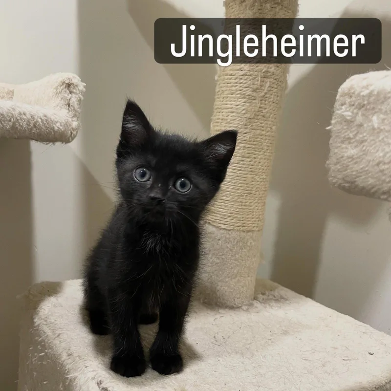 Jingleheimer thumbnail 2