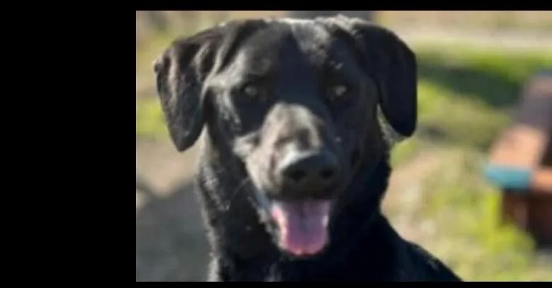 An adult medium-sized female Black Labrador Retriever dog named Rin for adoption in Dallas, TX