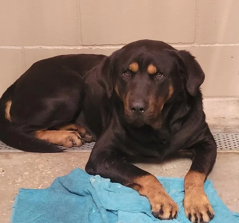 An adult large-sized male Rottweiler dog named Bowser for adoption in Huntsville, TX