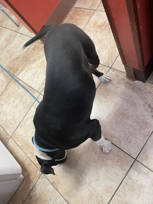A young large-sized male Black Mixed Breed dog named Big Mambo for adoption in Cincinnati, OH