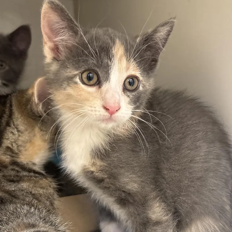 A baby small-sized female Gray / Blue / Silver Domestic Short Hair cat named Nova for adoption in Naperville, IL