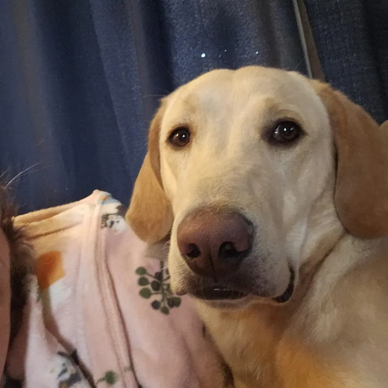 A young small-sized male White / Cream Labrador Retriever dog named Tito D for adoption in Princeton, MN