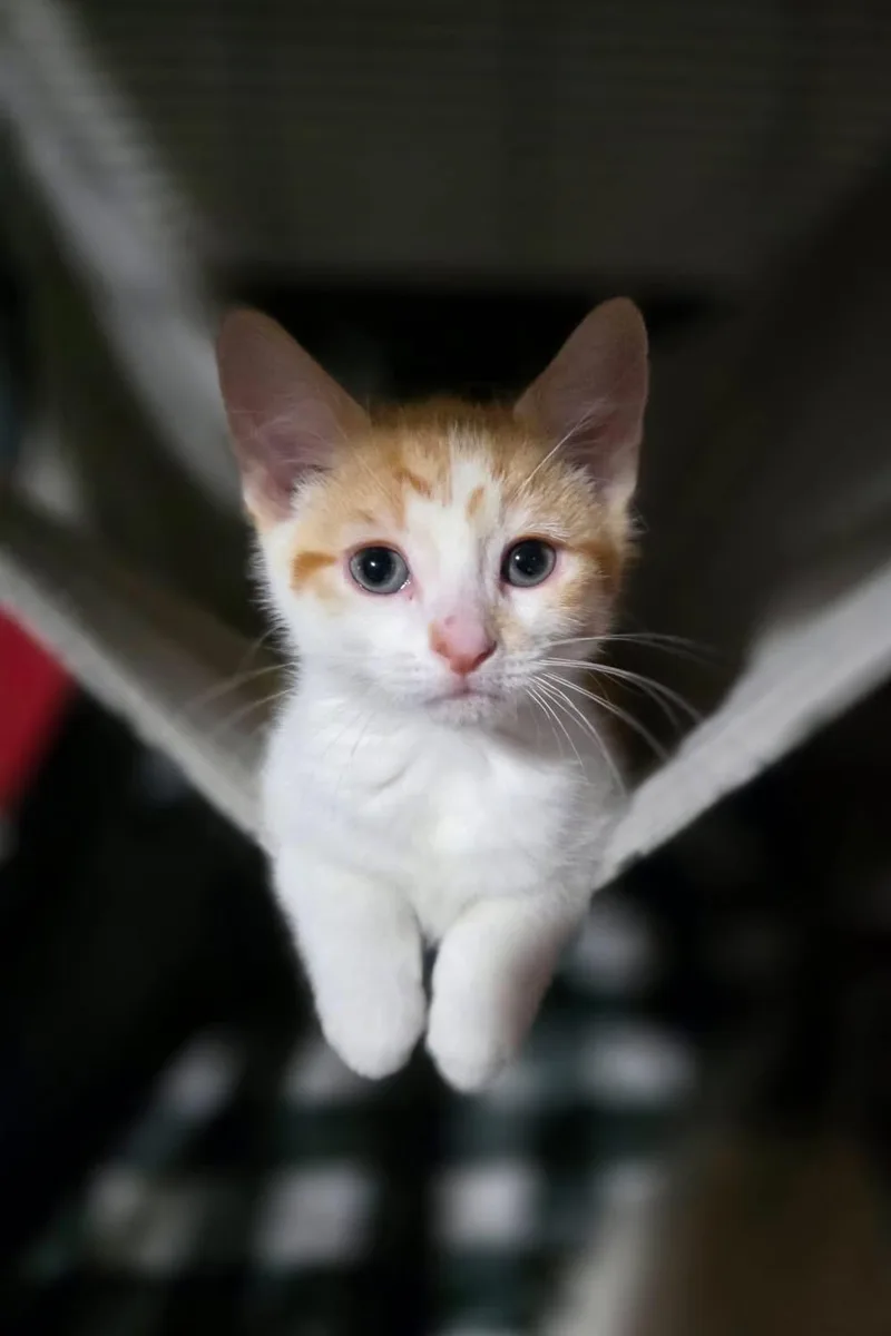A baby medium-sized male Orange & White Domestic Short Hair cat named Cornbread for adoption in Saginaw, MI