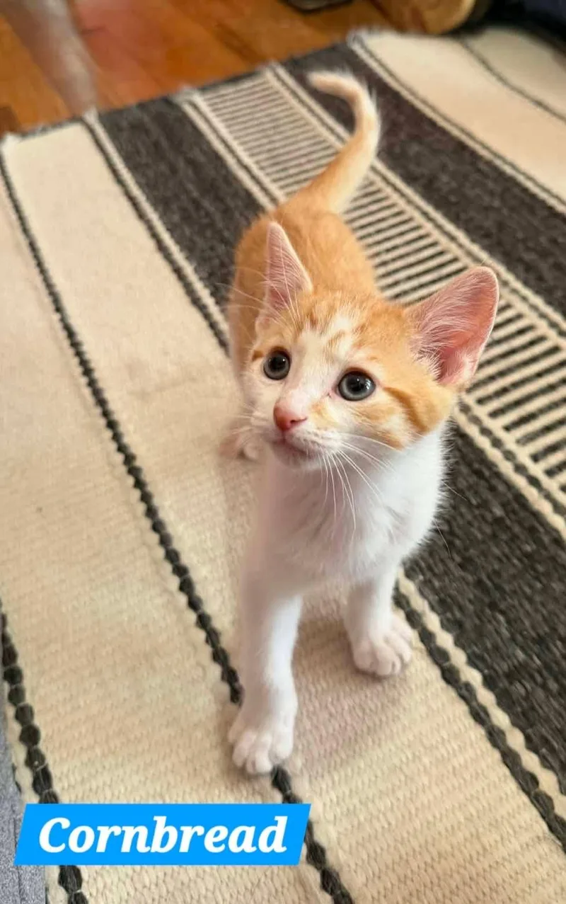 Cornbread thumbnail 2