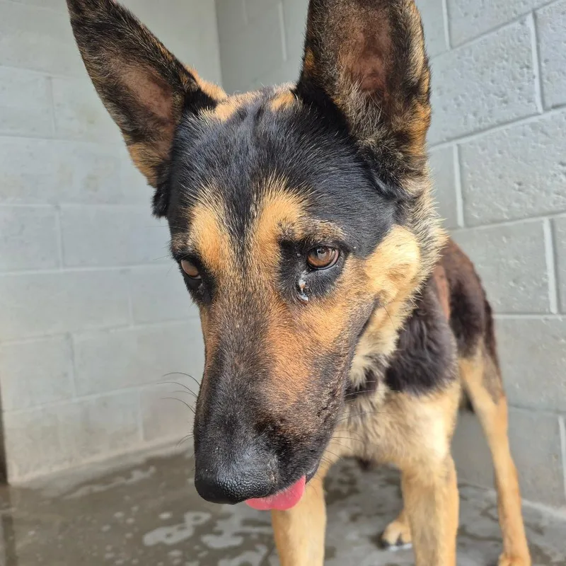 An adult large-sized male Black German Shepherd Dog dog named Eddie for adoption in Yuma, AZ