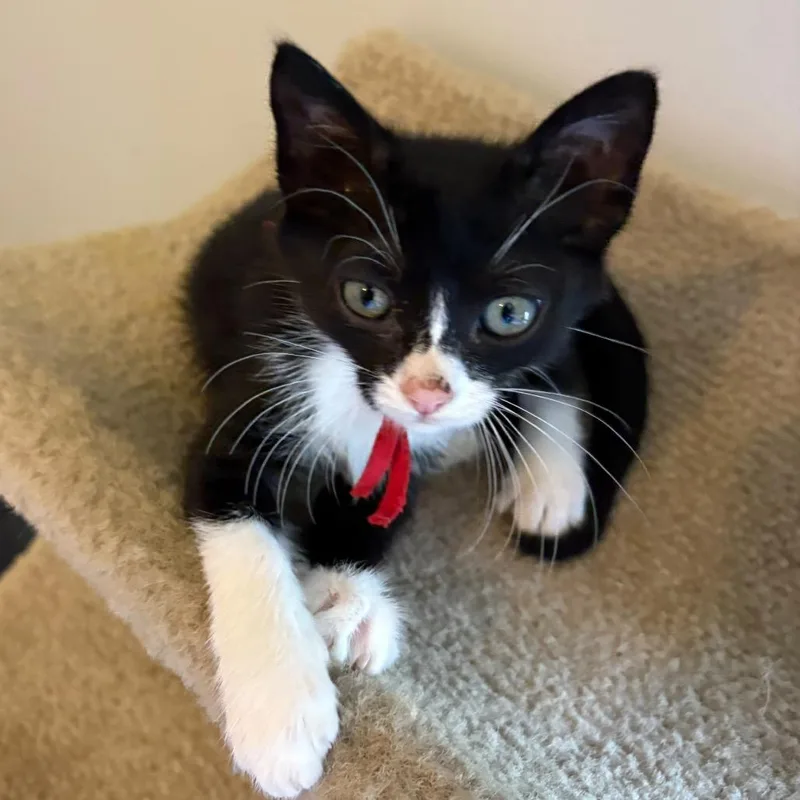 A baby medium-sized male Black & White / Tuxedo Domestic Short Hair cat named Fuji for adoption in Lauderhill, FL