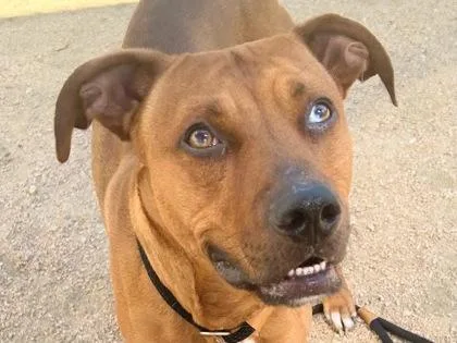 Bowie