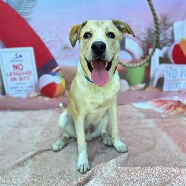 A young large-sized male Labrador Retriever dog named Smoothie for adoption in Long Beach, CA