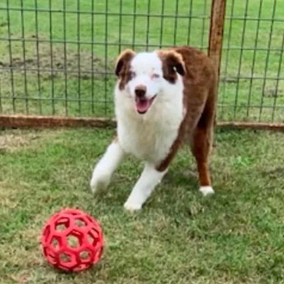 An adult small-sized female Red / Chestnut / Orange Australian Shepherd dog named Missy for adoption in Pittsburg, KS