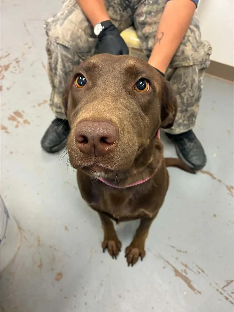 A young large-sized female Brown / Chocolate Chocolate Labrador Retriever dog named Lillian for adoption in Fort Collins, CO