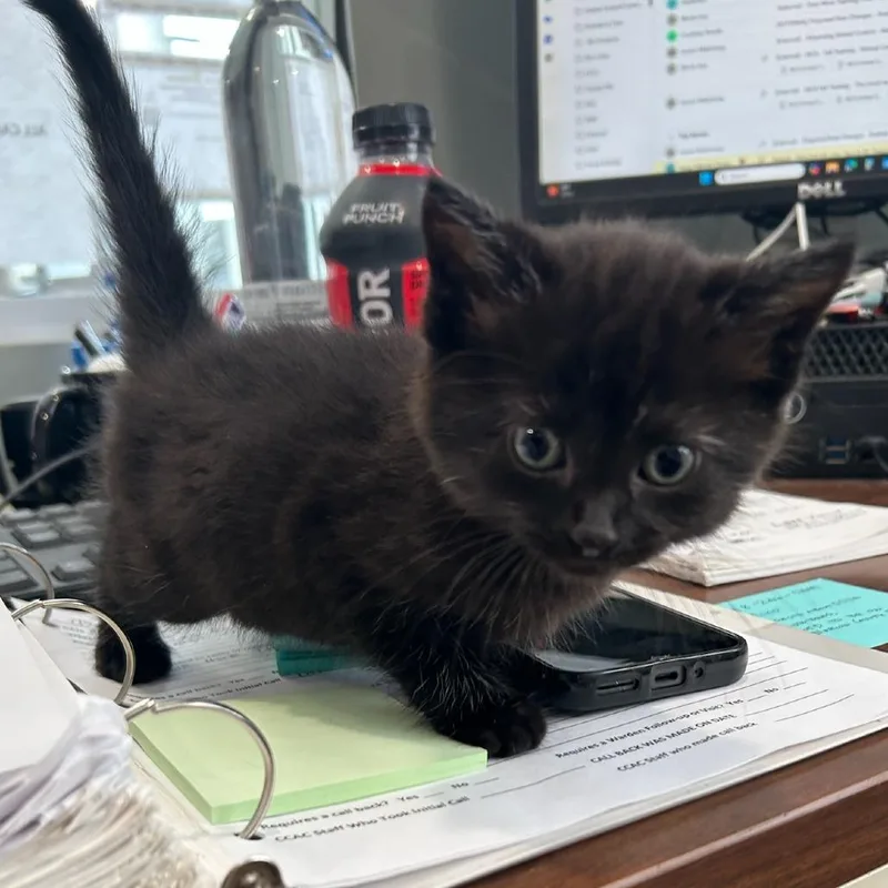 A baby small-sized female Black Domestic Medium Hair cat named ACONStray for adoption in Carlyle, IL
