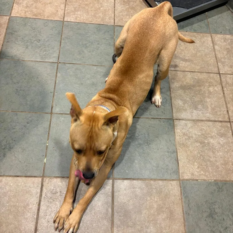 A young medium-sized male Yellow / Tan / Blond / Fawn Mixed Breed dog named Yahtzee for adoption in Chattanooga, TN