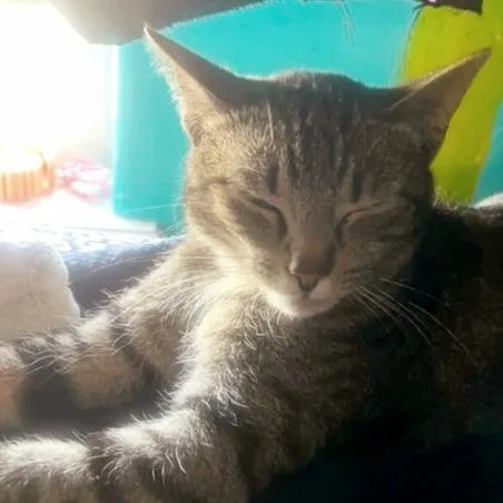 An adult large-sized female Brown / Chocolate Domestic Short Hair cat named Gizmo for adoption in Salt Lake City, UT