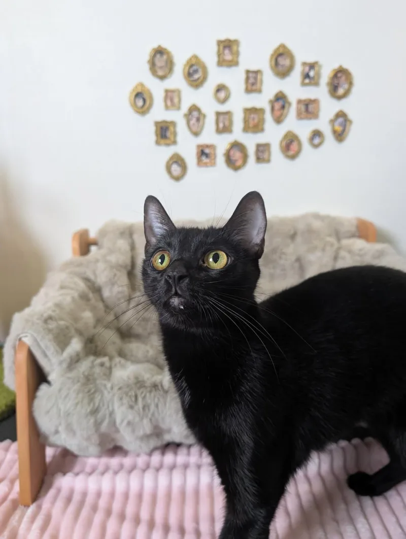 An adult medium-sized female Black Domestic Short Hair cat named Becca for adoption in Columbus, OH