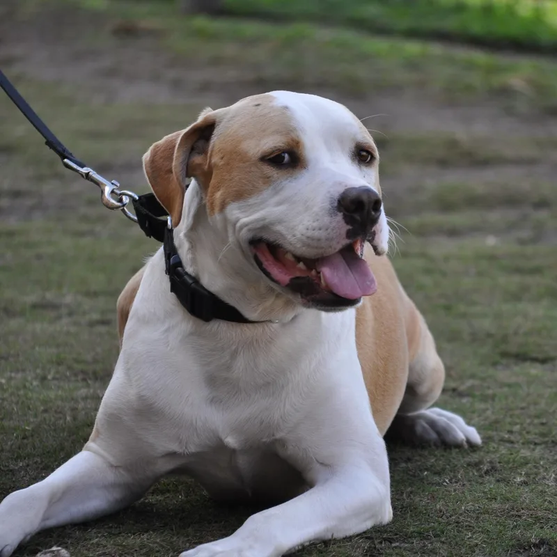 Bing Bop  Trained thumbnail 2