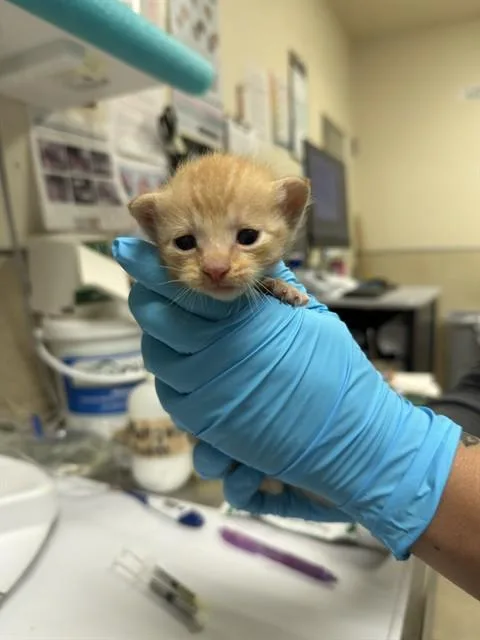A baby small-sized male Domestic Short Hair cat named Sam for adoption in Riverside, CA