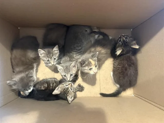 A baby small-sized female Domestic Short Hair cat named Bella for adoption in Tustin, CA