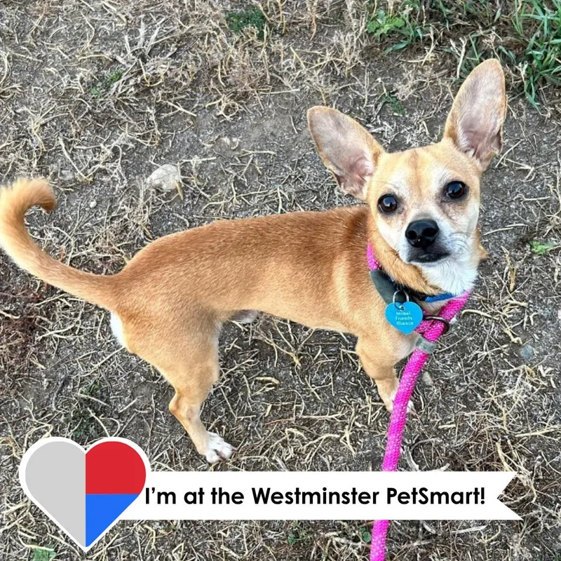 A young small-sized male Chihuahua dog named Chalupa for adoption in Fort Collins, CO
