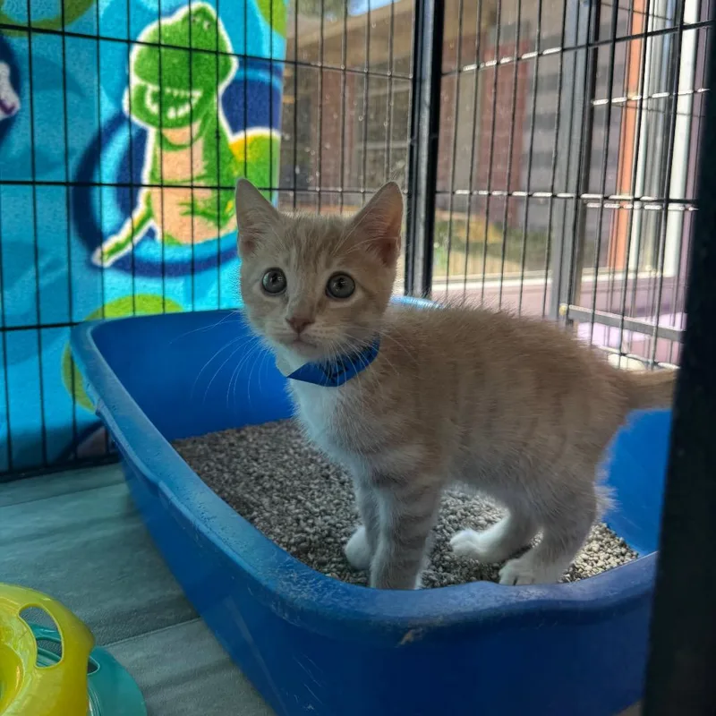 A baby small-sized male Orange / Red Domestic Short Hair cat named Knight for adoption in Montgomery, AL