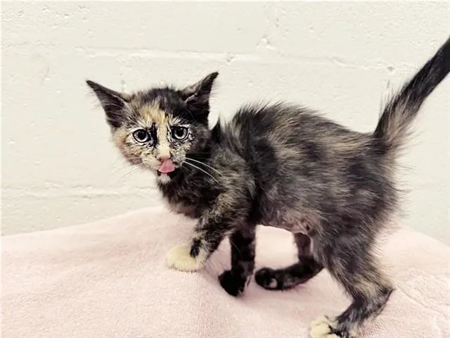 A baby small-sized female Domestic Short Hair cat named Cosmo for adoption in Saint Louis, MO