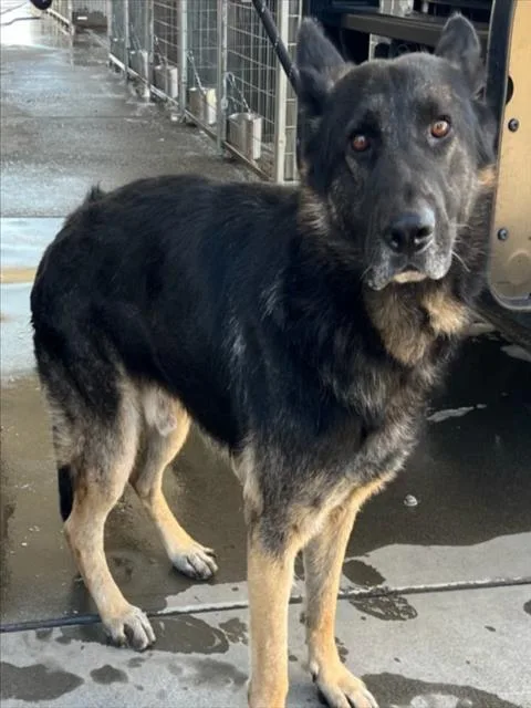 An adult large-sized male German Shepherd Dog dog named Durango for adoption in Woodland, CA