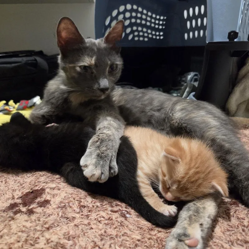 A young medium-sized female Tortoiseshell Domestic Short Hair cat named Rivulet for adoption in Kanab, UT