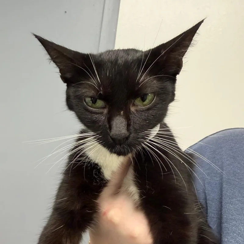 A young medium-sized female Black Domestic Short Hair cat named Mona for adoption in Birmingham, AL