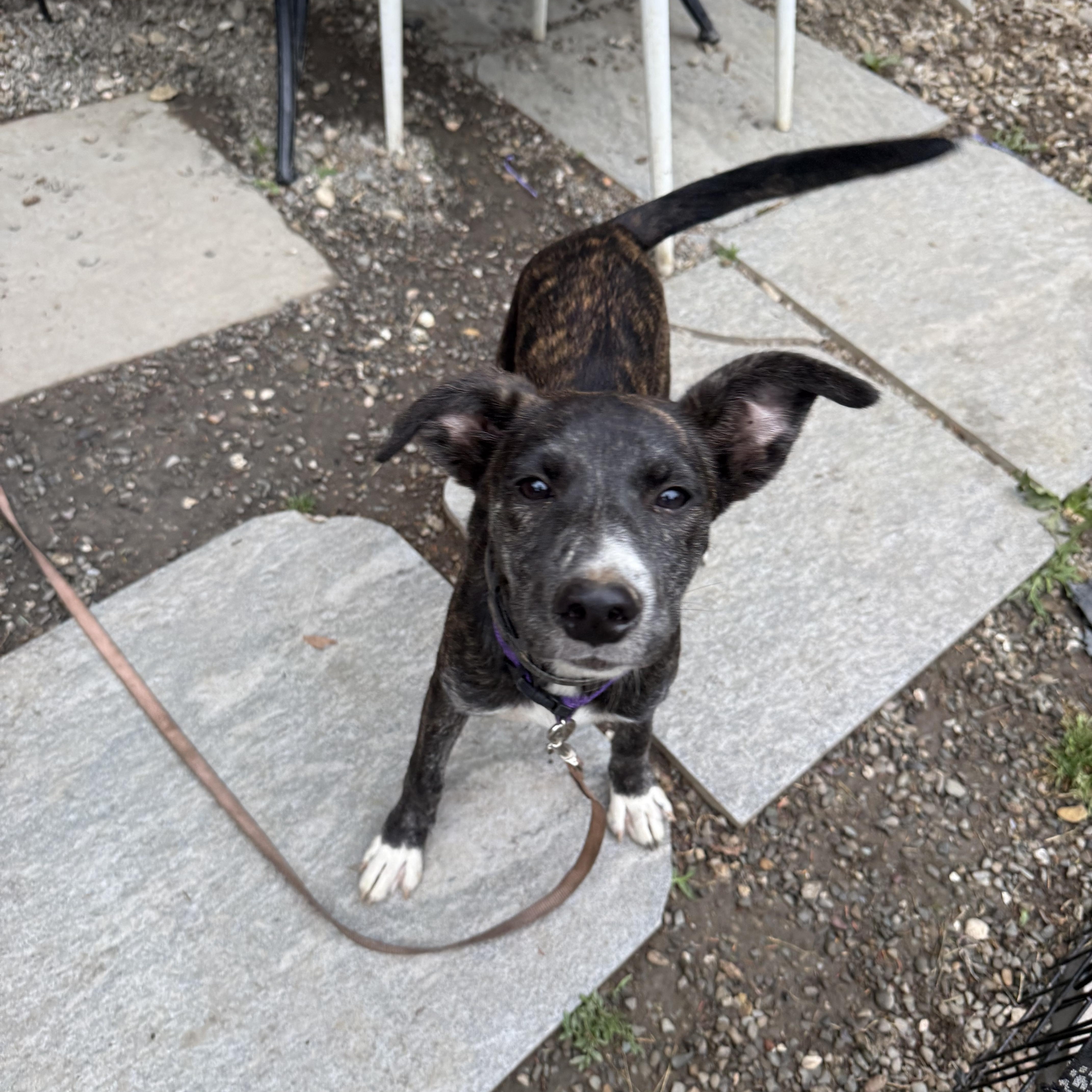 A young medium-sized female Black Labrador Retriever dog named Olive for adoption in Pleasant Valley, NY