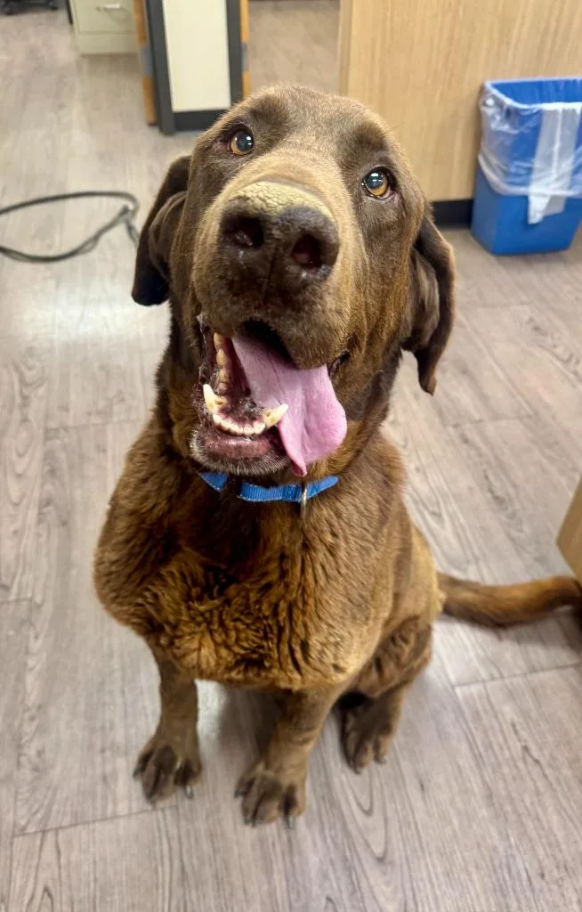 A senior medium-sized male Labrador Retriever dog named Trapper for adoption in Gillette, WY