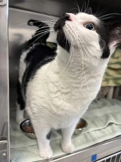 An adult small-sized male Domestic Short Hair cat named Chaplin for adoption in Scotia, NY