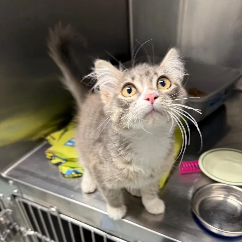 A baby small-sized female Gray / Blue / Silver Domestic Medium Hair cat named Belle for adoption in Mount Shasta, CA
