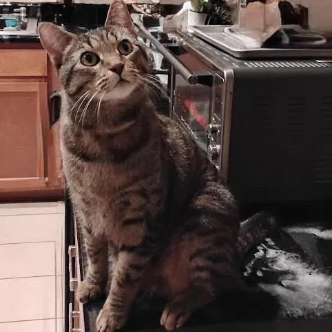 Fmaid Mariangracie thumbnail 2