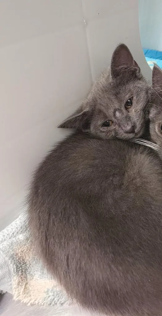 A baby small-sized female Domestic Short Hair cat named Bravo for adoption in Athens, TN