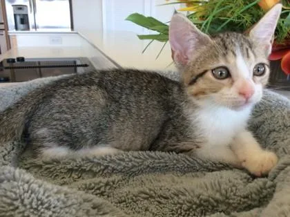 A baby small-sized female Domestic Short Hair cat named Tinkerbell for adoption in Honolulu, HI
