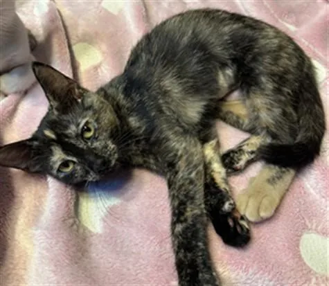 A baby small-sized female Domestic Short Hair cat named Joejoe for adoption in Ames, IA
