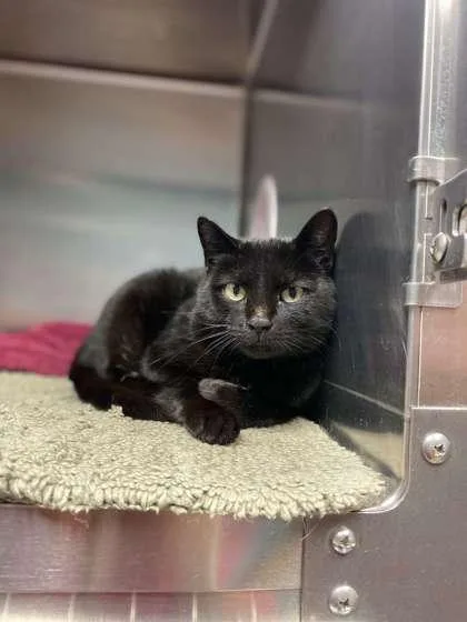An adult medium-sized female Domestic Short Hair cat named Koko for adoption in Fergus Falls, MN